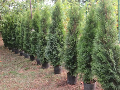 smaragd_thuja_003.jpg